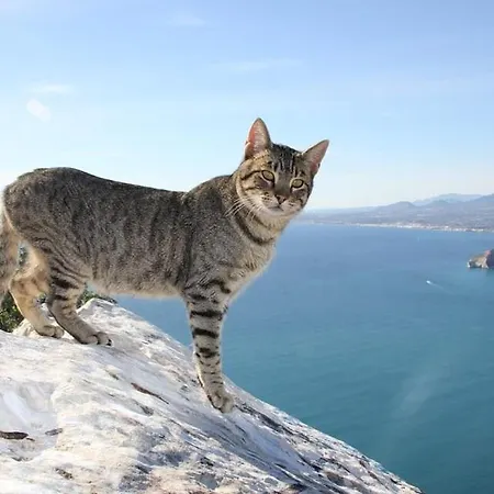 Anis - Plusholidays Villa Calpe